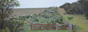 GWLAP Point Sturt Landcare Reserve