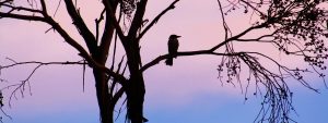 GWLAP - Kookaburra