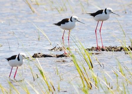 Wading birds by John Gitsham