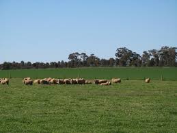 pasture management
