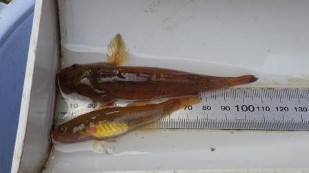 Dward Flathead Gudgeon