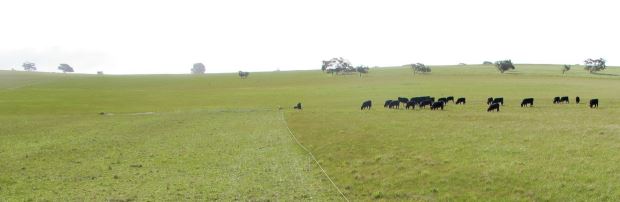 Pasture