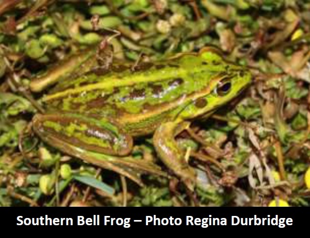 Southern Bell Frog