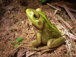 Southern Bell Frog