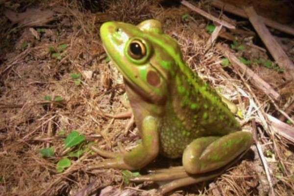 Southern Bell Frog