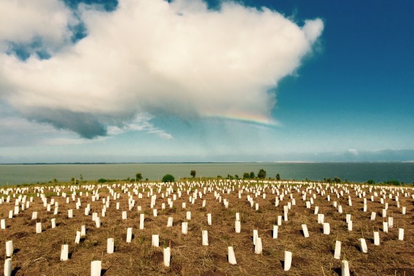 Revegetation at Point Sturt