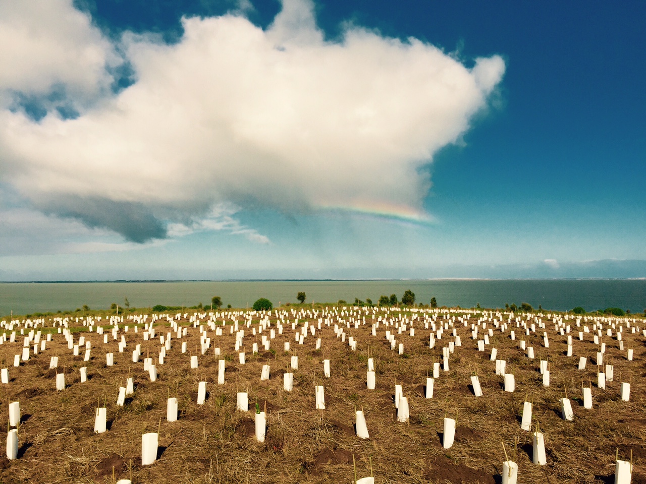 Revegetation at Point Sturt