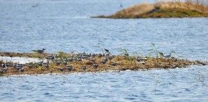Tolderol Birds 2015