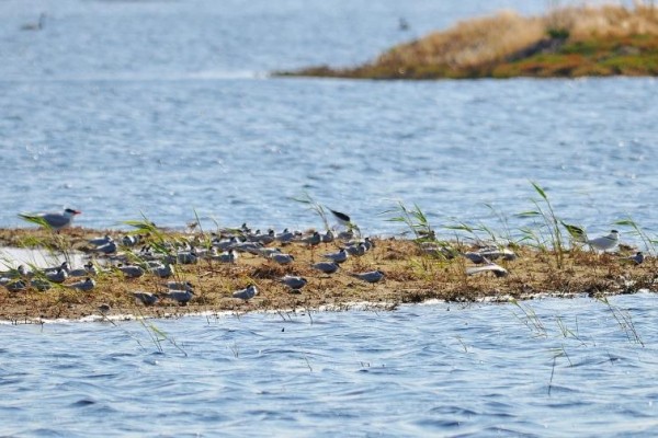 Tolderol Birds 2015