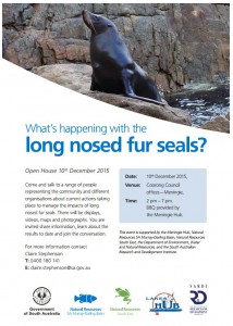 Long nosed fur seals information session