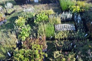20 Million Trees