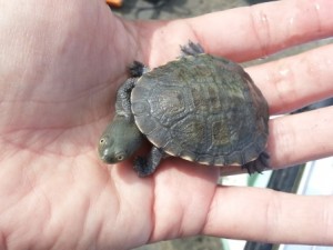 baby turtle