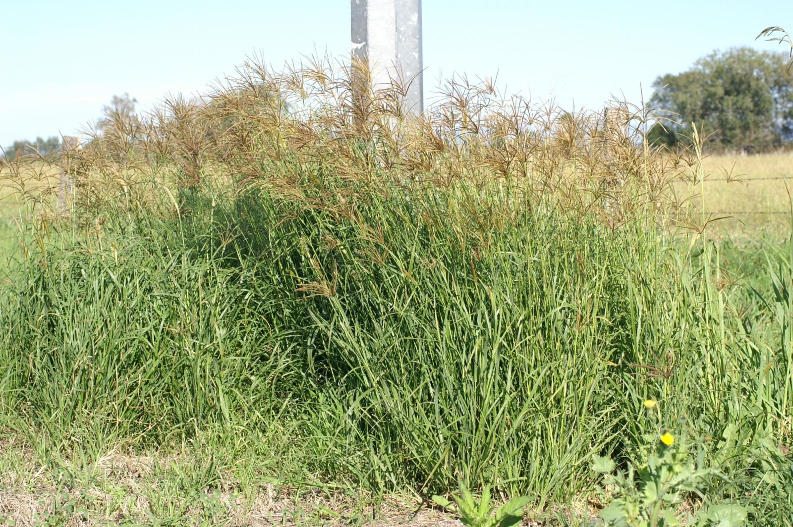Rhodes grass on roadside