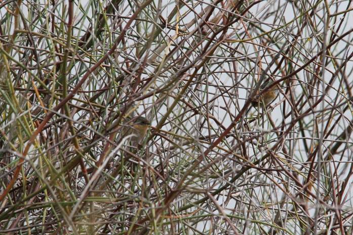 2 Mount Lofty Ranges Southern Emu Wrens