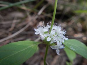Mentha australis