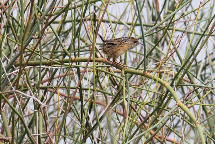 Mount Lofty Ranges Southern Emu Wren