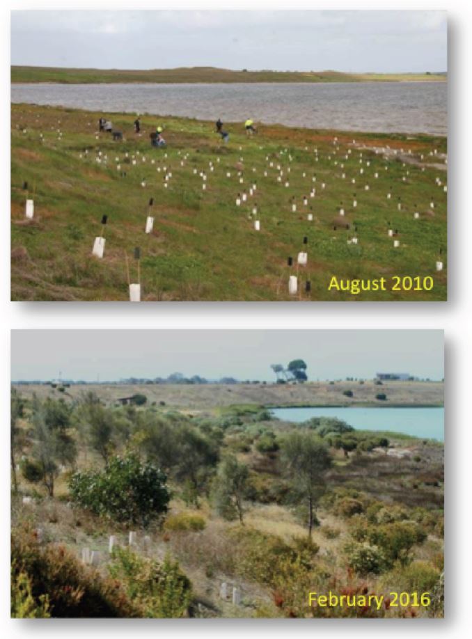 Hayter revegetation site