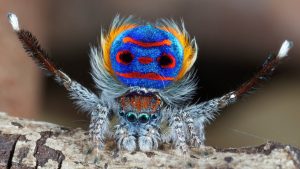 Spider surprises