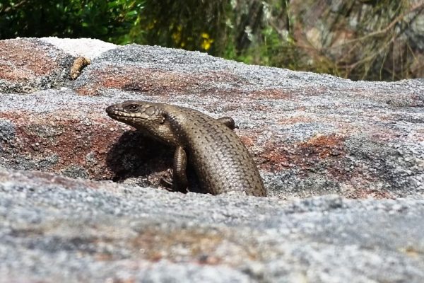 Tree Skink