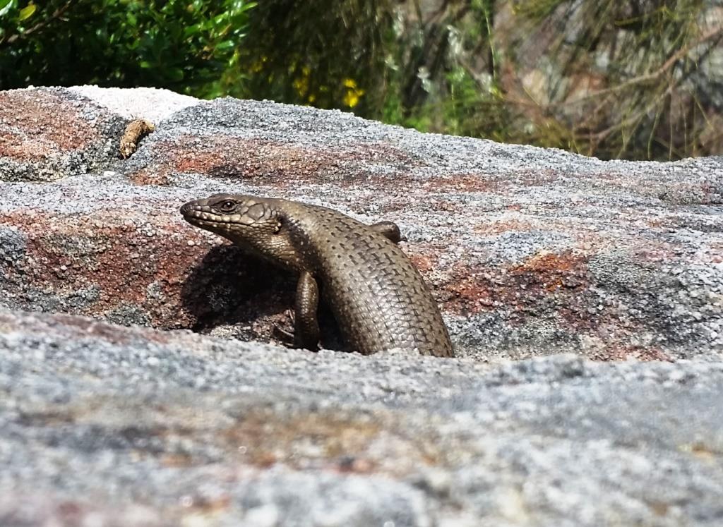 Tree Skink