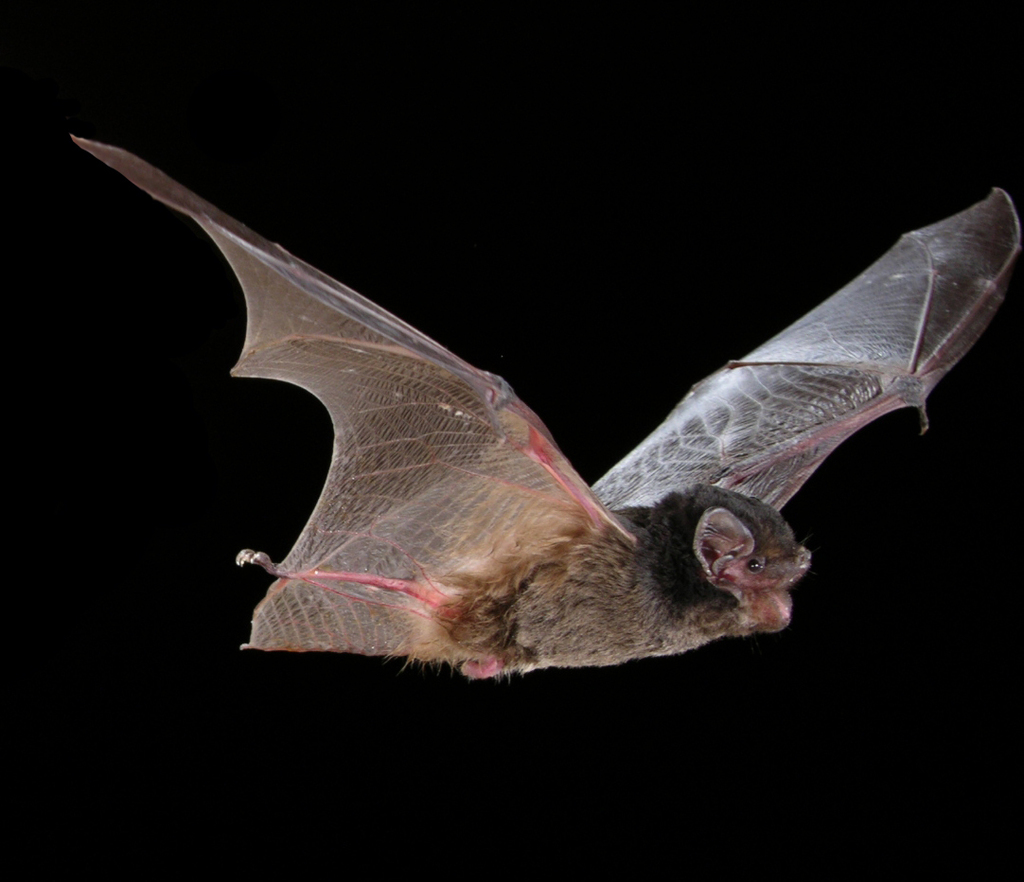 Bat night at Mount Compass
