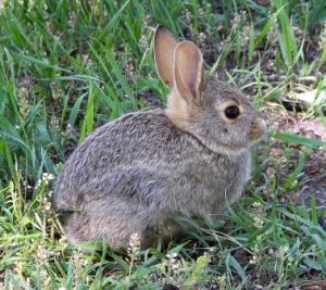 rabbit control is essential