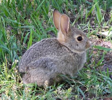 rabbit control is essential