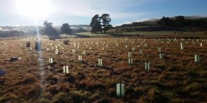 Kyeema planting day