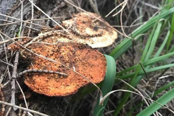 What are fungi and why should we care?
