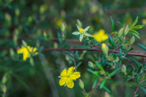 Hibbertia tenuis Yundi