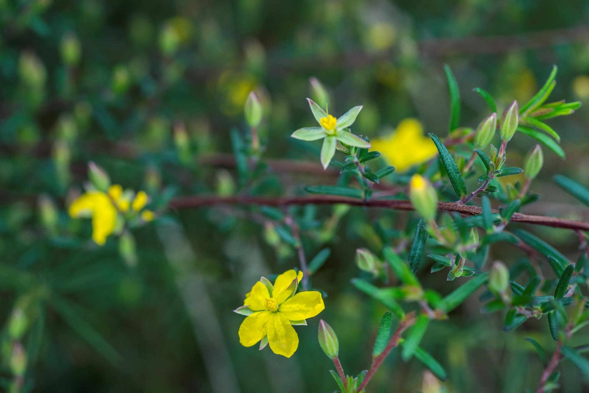 Hibbertia tenuis Yundi