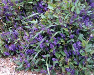 Mount Barker Wildlife Gardening