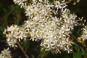 Close up of delicate white/cream flowers