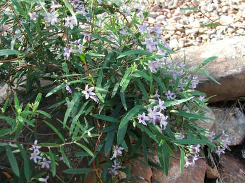 Trailing, twining plant with dark green leaves and small purple flowers draped over a stone wall