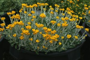 plant with blue/green foliage and upright stems with yellow ball shaped flowers at the end of the stems