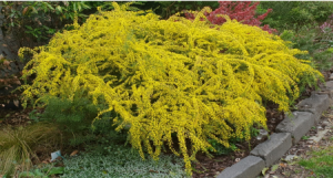 Low growing wattle with bright yellow flowers