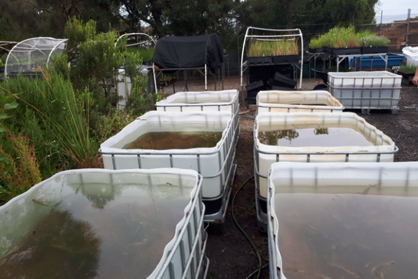 tubs of underwater plants