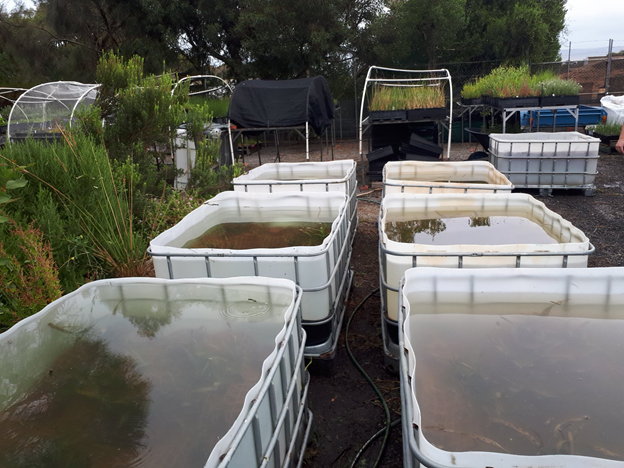 tubs of underwater plants