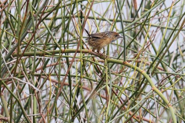 Mount Lofty Ranges Southern Emu Wren