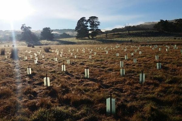 Kyeema planting day